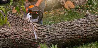 Professional Tree Care in St George, UT