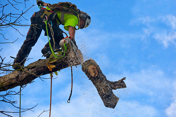 How Our Tree Care Process Works  in  St George, UT